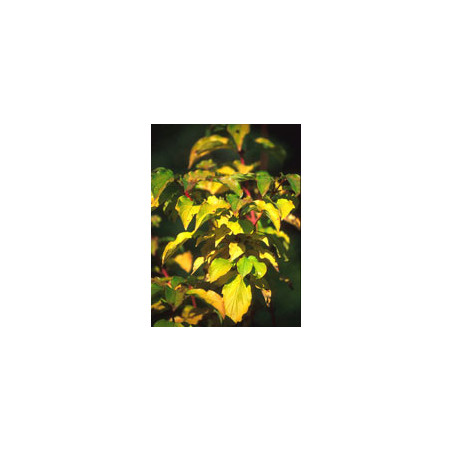 MSA CORNUS SANGUINEA 50 ML