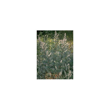 TSA ARTEMISIA VULGARIS 50 ML