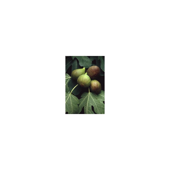 MSA FICUS CARICA 50 ML