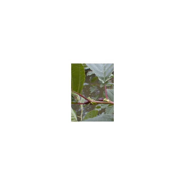 MSA ALNUS GLUTINOSA 50 ML