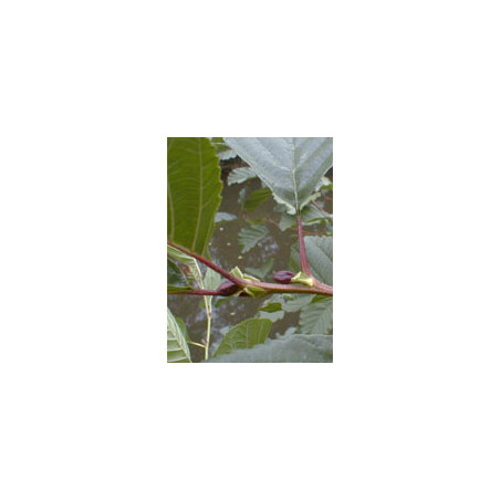 MSA ALNUS GLUTINOSA 50 ML