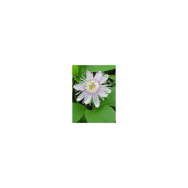 TSA PASSIFLORA INCARNATA 50 ML