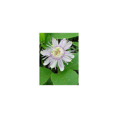 TSA PASSIFLORA INCARNATA 50 ML