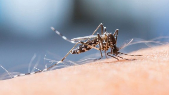 Zanzare e malaria: come proteggersi?